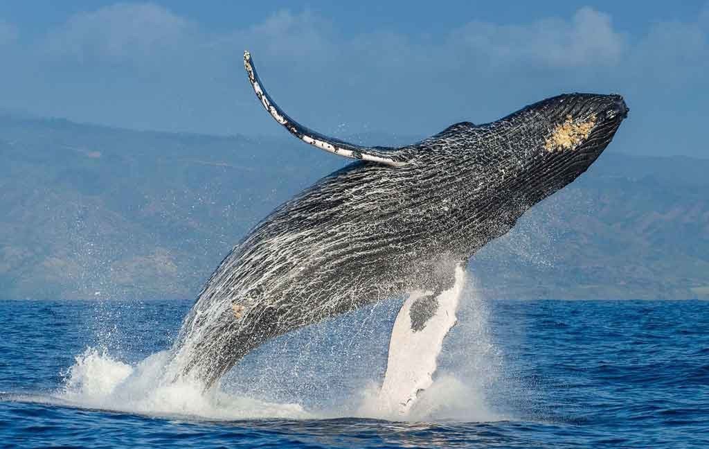 Ballena jorobada; fotografía de fauna marina incluida en el dossier
