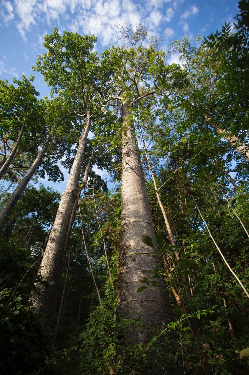 Bosque del Parque Nacional Cerro Hoya; Visit Panamá